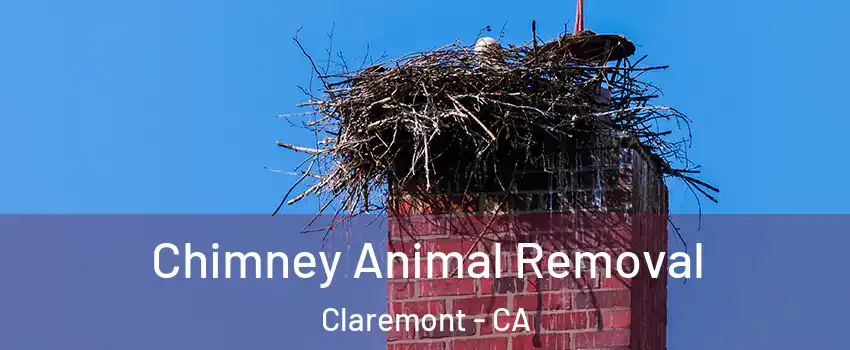  Chimney Animal Removal Claremont - CA